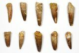 Lot: to Bargain Spinosaurus Teeth - Pieces #108544-1